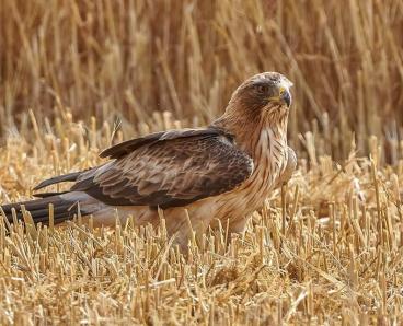 Найменший орел у світі: на Дніпропетровщині помітили рідкісного птаха