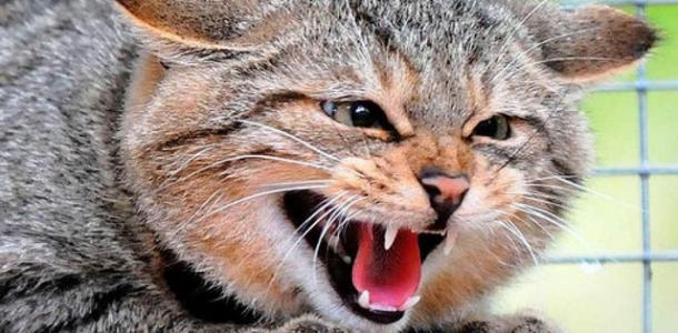 Бешеный кот на Днепропетровщине стал причиной карантина
