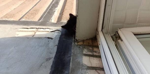 В Кривом Роге спасатели снимали кота с 9 этажа жилого дома