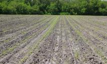 Урожай под угрозой: на Днепропетровщине кое-где померзли кукуруза, подсолнечник и овощные культуры