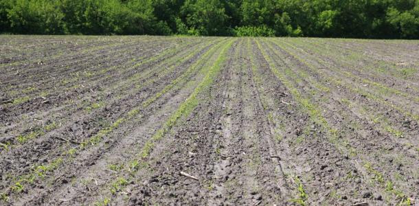 Урожай под угрозой: на Днепропетровщине кое-где померзли кукуруза, подсолнечник и овощные культуры