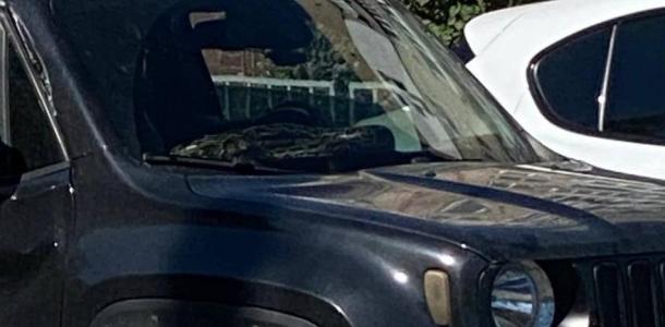 В центре Днепра в машине заметили огромного питона: греется под лобовым стеклом (ФОТО)