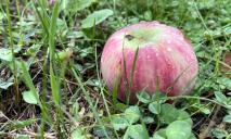 Урожай под угрозой: садоводов Днепра и области предупредили об опасности для плодовых деревьев