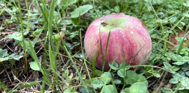 Урожай под угрозой: садоводов Днепра и области предупредили об опасности для плодовых деревьев
