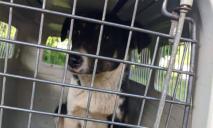 В Кривом Роге спасли собачку, которую накануне замуровали под землю коммунальщики