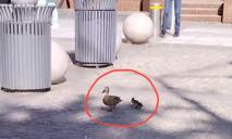 У Дніпрі на Кельнському бульварі помітили маму-качку на прогулянці з каченятами (ВІДЕО)