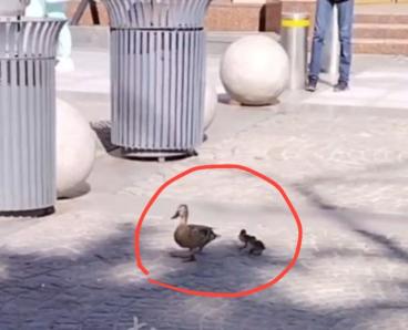 У Дніпрі на Кельнському бульварі помітили маму-качку на прогулянці з каченятами (ВІДЕО)