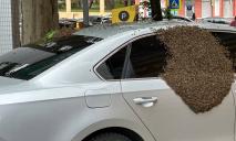 В Днепре улей с роем пчел свалился на припаркованный автомобиль (ВИДЕО)