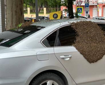 У Дніпрі вулик з роєм бджіл звалився на припарковану автівку (ВІДЕО)