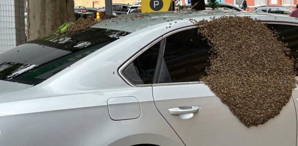 В Днепре улей с роем пчел свалился на припаркованный автомобиль (ВИДЕО)