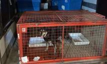 Собака з Одеси мандрувала до Дніпра “зайцем” у вантажівці пошти