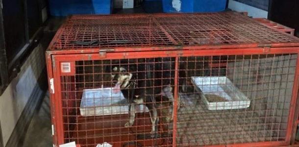 Собака из Одессы приехала в Днепр «зайцем» в грузовике почты
