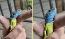 “Ящірка-патріотка”: у передмісті Дніпра врятували рідкісного плазуна (ФОТО)