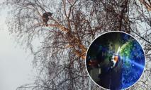 У Кривому Розі рятувальники знімали з дерева 17-річного юнака, який поліз за котом та застряг (ВІДЕО)