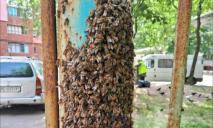 Облепил забор: в Днепре опасный пчелиный рой поселился во дворе многоэтажки