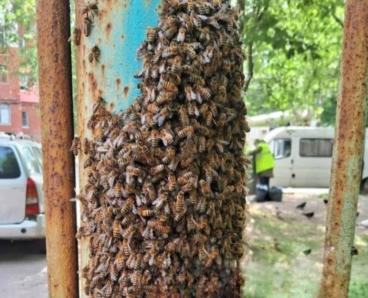 Обліпив паркан: у Дніпрі небезпечний бджолиний рій оселився на подвір’ї багатоповерхівки