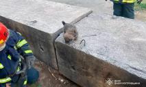 На Днепропетровщине спасатели достали щенка из-под железобетонной плиты