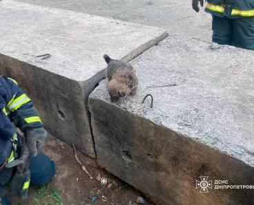 На Дніпропетровщині рятувальники дістали цуценя з-під залізобетонної плити