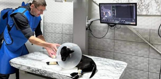 В Днепре в помощи нуждается собака Жулька, которую ранило обломками ракеты