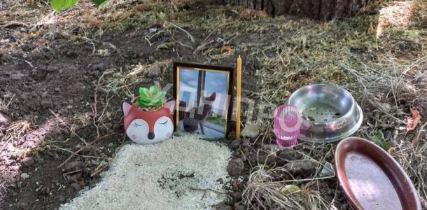 Свечи и мисочки для еды: Днепре на Поля образуется новое кладбище домашних животных (ФОТО)