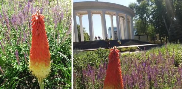 В Днепре в парке Шевченко цветет экзотический цветок из Африки (ФОТО)