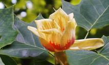 В Днепре расцвело тюльпановое дерево: как выглядит и где можно увидеть (ФОТО)