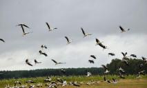 Над Дніпропетровщиною помітили великі зграї наполоханих птахів: еколог пояснив, чому вони такі налякані
