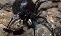 Будьте обережні: на Дніпропетровщині отруйні павуки кусають людей