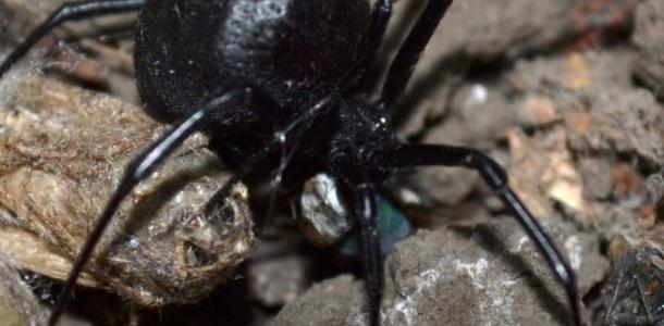 Будьте осторожны: на Днепропетровщине ядовитые пауки кусают людей