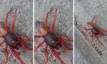 Наче диявол з отруйними зубцями: у Дніпрі помітили небезпечного павука (ФОТО)