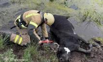 На Дніпропетровщині рятували корову, яка загрузла в багні