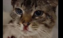 Відрізане вухо та пошматоване тіло: у Дніпрі рятують кота над яким знущались люди