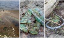 Мертвые змеи, новый полуостров и глиняная посуда: у Монастырского острова в Днепре пошла вода
