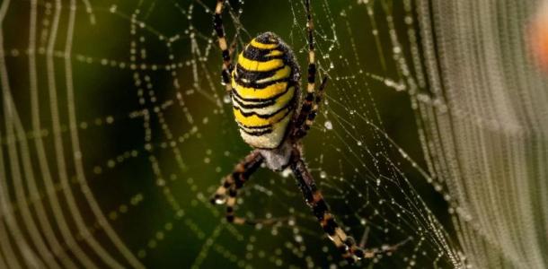 Из-за потепления климата на Днепропетровщине регистрируют случаи укусов ядовитых пауков
