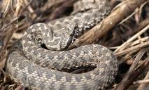 В Днепре нашествие змей: причина и опасны ли они