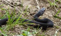 Случайно наступил на змею: в реанимации больницы Днепра спасают юношу, которого ужалила змея