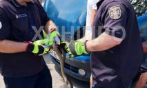 В Днепре спасатели достали змею, залезшую под капот машины