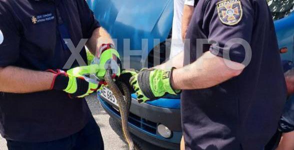 В Днепре спасатели достали змею, залезшую под капот машины