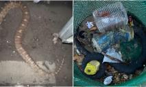 В Днепре массово находят мертвых змей в мусорках