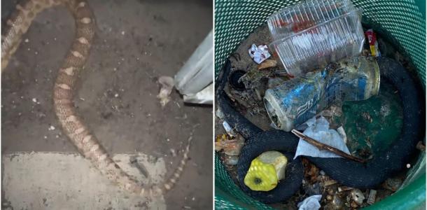 В Днепре массово находят мертвых змей в мусорках
