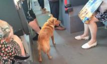В Днепре потерянная собачка путешествует на маршрутках по городу