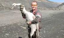 Вынес на руках: в Кривом Роге мужчина спас лебедя перед поездкой на фронт