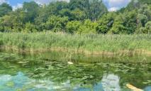Дніпровське водосховище, де виявили масовий мор сомів, обстежили: що кажуть в рибоохоронному патрулі