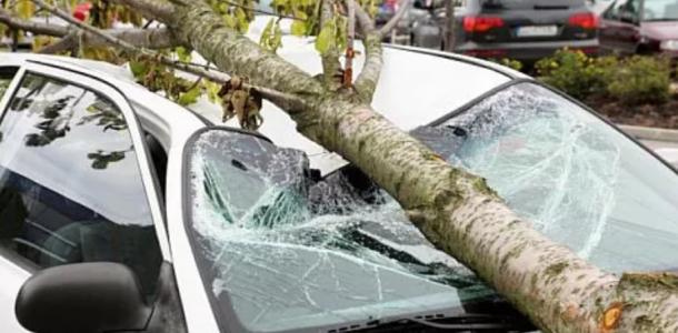 Погодный апокалипсис: в Днепре из-за сильного ветра падают деревья и поднимается пыль (видео)