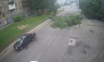 У центрі Дніпра дерево, яке впало через буревій, перегородило дорогу
