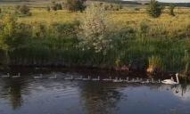 21 птенец: на Днепропетровщине поселилась чрезвычайно большая «многодетная» семья лебедей (ВИДЕО)