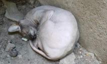 Спал в пыли: в Днепре посреди улицы нашли брошенного кота-сфинкса
