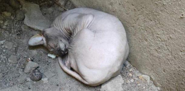 Спал в пыли: в Днепре посреди улицы нашли брошенного кота-сфинкса