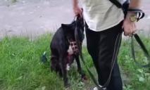 В Каменском мужчина чуть не зарезал собаку соседа из-за ссоры