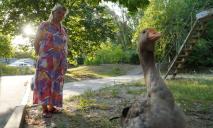Гусак в капцях щовечора гуляє по Дніпру: 75-річна господарка розповіла про домашнього улюбленця